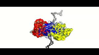 Helicase translocation along DNA [upl. by Yllen]