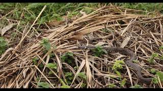 Grass Snake [upl. by Kriste]