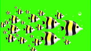 GREENSCREEN ANIMATED FISHESGREENSCREEN FISHES LETS TUBE [upl. by Amhsirak]