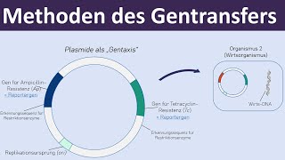 Methoden des Gentransfers  Vektoren Plasmide Transformation  Gentechnik 47 [upl. by Natascha]