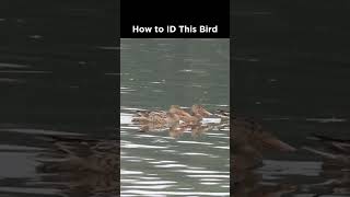 Can you identify these ducks [upl. by Any]