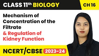 Mechanism of Concentration of the Filtrate amp Regulation of Kidney Function  Class 11 Biology Ch 16 [upl. by Adniram]