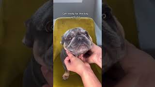 French Bulldog Morning Routine  Cute Wrinkle Cleaning Video [upl. by Arracat269]