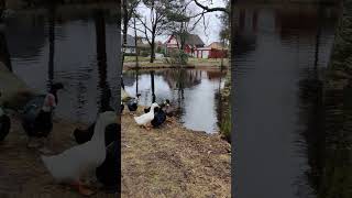 Nærbø bird park Norway 4K v08 [upl. by Papert784]