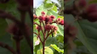 My annatto plant daming bunga [upl. by Ettenej]