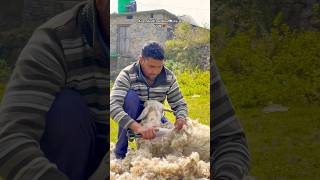 Wool Direct from Sheep 🐑 winter minivlog sheep mountains 75hard nature ytshots love yt [upl. by Atilem]