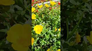 Time bee working take pollen portulaca purslane blooming at garden shortvideo howtogrowportulaca [upl. by Rosella]