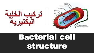 Bacterial cell structure [upl. by Otrevogir]