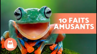 10 CURIOSITÉS sur les GRENOUILLES qui vont vous surprendre 🐸 [upl. by Ahselet]