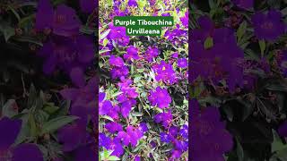 Rare Purple Flowering Plant You NEED in Your Garden gardeningideas floweringplant nature bali [upl. by Anirrak]