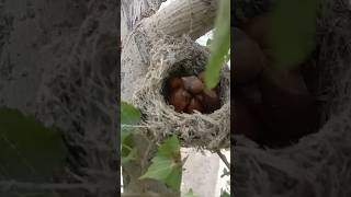 Amazing Shrike Nest Discovery  Adorable Baby Shrike Birds in Action [upl. by Naam955]