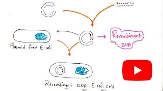 Recombinant Dna technology  Production of insulin by rDNA technology  Bio science [upl. by Ellehcyar]