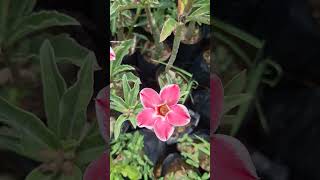 Romantic Edge Adenium flowers adeniumdesertrosedesertrose gardeningtrendingshortsfloweringplant [upl. by Guimar475]