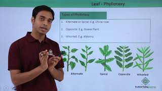 Class 11th – Leaf – Phyllotaxy  Morphology of Flowering Plants  Tutorials Point [upl. by Alo]