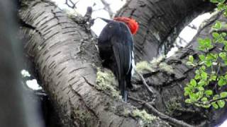 Magellanic Woodpecker Campephilus magellanicus [upl. by Llemrej]