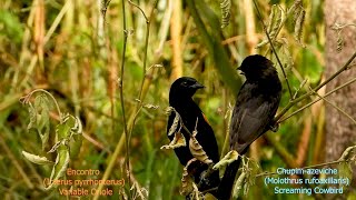 CHUPIMAZEVICHE e ENCONTRO Arrumando encrencas MOLOTHRUS RUFOAXILLARIS ICTERUS PYRRHOPTERUS [upl. by Crist330]