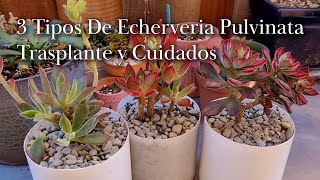 3 Tipos De Echeveria Pulvinata Trasplante y Cuidados [upl. by Docilu]