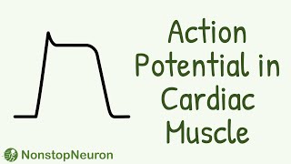 Action Potential In Cardiac Muscle  Heart  Cardiovascular Physiology [upl. by Leviralc162]