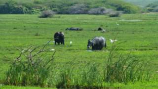 Bundala National Park [upl. by Suinuj]