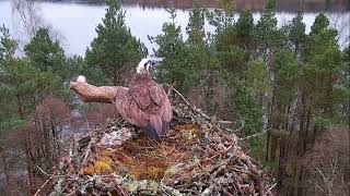 Whos that on Loch of the Lowes Osprey nest this afternoon  is it Laddie 27 Mar 2024 [upl. by Ekralc403]