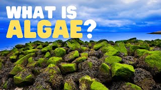 What Is Algae  What are the uses of algae  Learn about the different types of algae for kids [upl. by Narag]