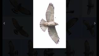 Identifying Broadwinged Hawks and Redshouldered Hawks [upl. by Eba804]