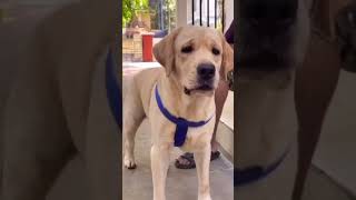 Labrador keralaLab dog keralaLabrador puppy labrador keralapets petsnvets [upl. by Nared]