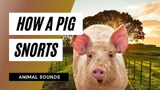 The Animal Sounds Pig Snorts  Sound Effect  Animation [upl. by Enirual565]