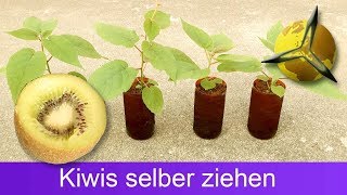 Kiwis aus Samen selber ziehen  pflanzen [upl. by Etteuqram]