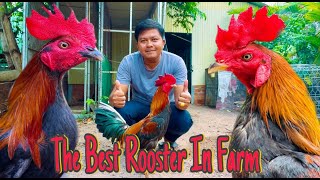 Rooster Aseel Chumphon Vietnam Cuba USA Breed Top8 In Farm 2024 [upl. by Atel]