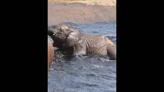 Epic Elephant Splash A Rare Encounter at Tsavo Saltlick [upl. by Frasquito]