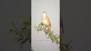 Striated Grassbird Call subscribe birds wildlife cambodia nature shortsfeed shorts short [upl. by Bland470]