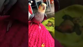 Cuteness of Parrots shortfeed shortsfeed youtubeshorts [upl. by Marian]