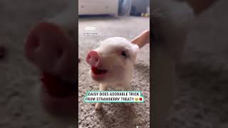 Cute piglet tricks for treats 🍓🐷 🎥 Jacey Tinsley via ViralHog [upl. by Trenton]