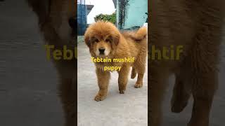 Bhotia puppy tebtain mushtif gaddi dog [upl. by Perni]