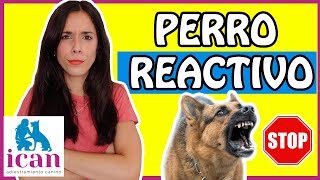 ¿Tienes un PERRO REACTIVO AGRESIVO😱 PASOS para CORREGIR✅ la REACTIVIDAD CANINA [upl. by Madian]