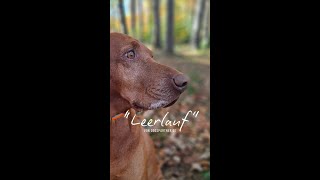 Vizsla im quotLeerlaufquot  DOGSPARTNER [upl. by Morra]