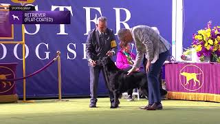 Retrievers FlatCoated  Breed Judging 2024 [upl. by Naresh]