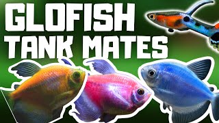 5 Great Glofish Tank Mates To Try PART 2 [upl. by Gayle274]