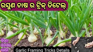 ରସୁଣ ଚାଷ ର ଟ୍ରିକ୍ ଡିଟେଲ୍ garlic framingbest tricks to grow garlic [upl. by Nosreh]