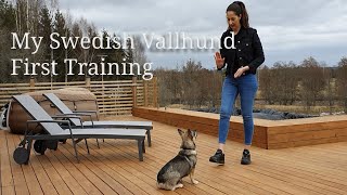 5 easy exercisesSwedish Vallhund VästgötaspetsPuppy swedishvallhund [upl. by Banna236]