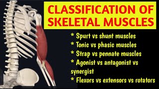 CLASSIFICATION OF SKELETAL MUSCLESSPURT SHUNT FUSIFORM PENNATE हिंदी  2024 musclesurdu [upl. by Able209]