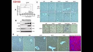 Maternal Hepatocytes Heterogeneously and Dynamically Exhibit Developmental Phenotypes Partially via [upl. by Briscoe]