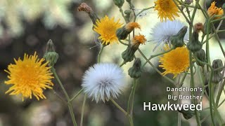 Dandelion’s Big Brother  Hawkweed [upl. by Katlaps749]