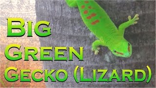 BIG Green Gecko  Lezard Vert  Mauritius  Ile Maurice [upl. by Jami533]