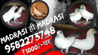 Madrasi Kabutar for Sale  95822 73748 Afjal  Malviya Nagar New Delhi madrasi kabootar [upl. by Notloc]