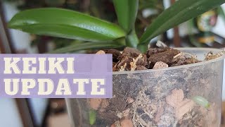 Plant your keikis right  How to Grow Baby Orchids in Leca  Phalaenopsis orchid keiki update [upl. by Parnas]