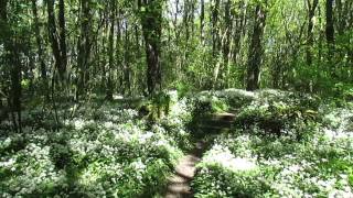 Penrhos walled garden meandering the path to shackletons rest [upl. by Eirrej12]