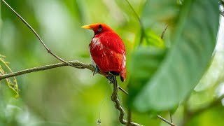 Birding in Singapore King birdofparadise 天堂鸟王  Windsor Nature Park [upl. by Esialb973]