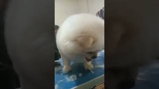 Potong pom bulat lucu mirip 🐿️pomeranian tingkah lucu Dog dan catvideo short Egimoff93 [upl. by Nahseez]